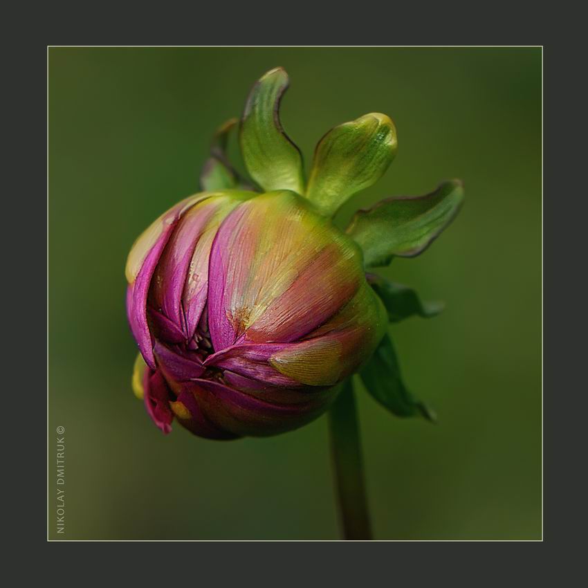 бутон. Lidengarden. Звоз 2018