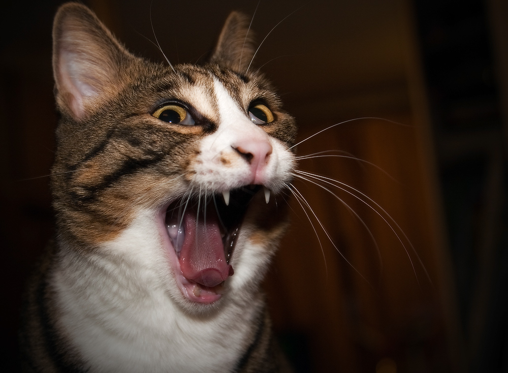 Птичку-у-у-у!