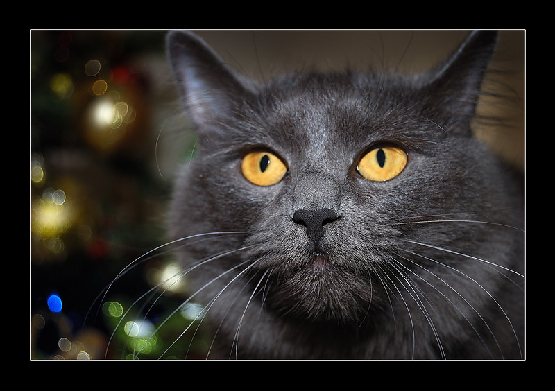 С новым 2010 годом!