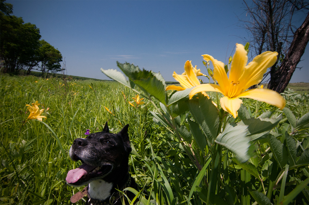 Собачья радость