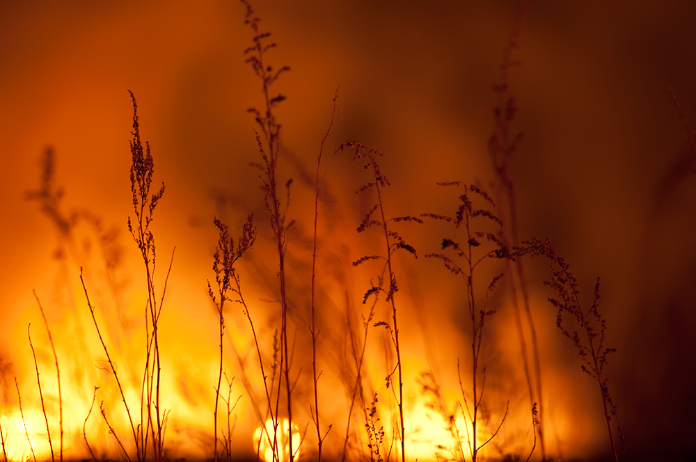 травки - муравки