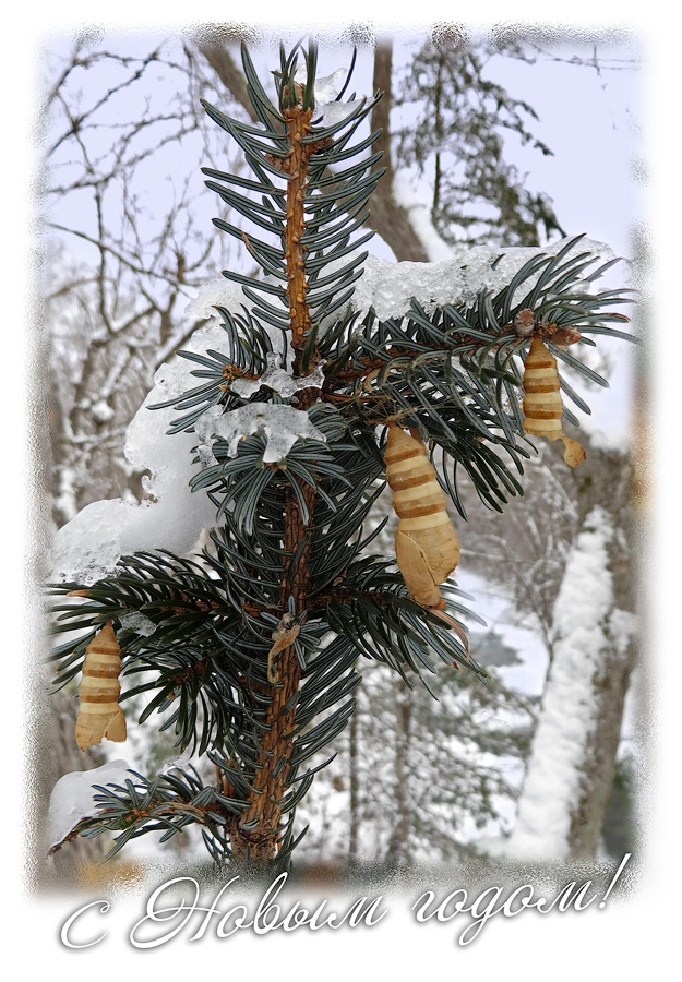 С новым годом!