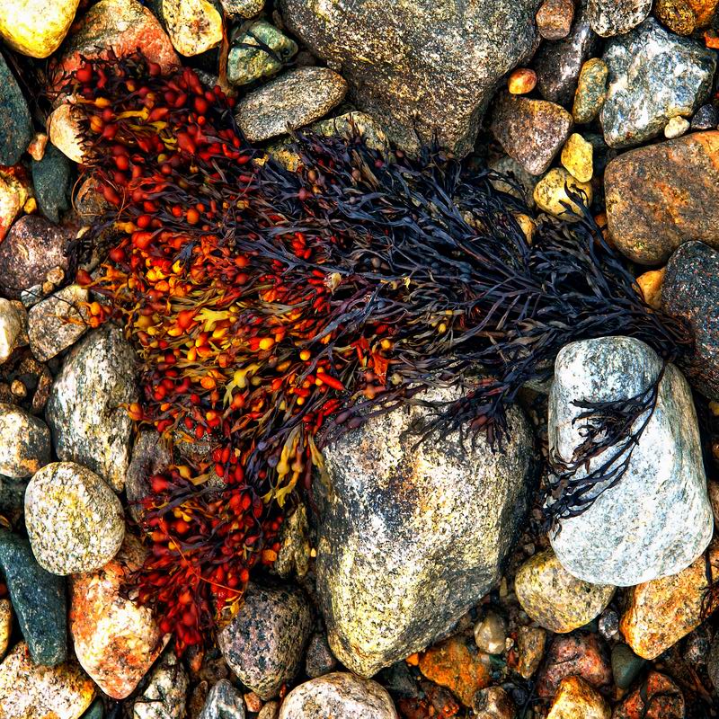 "аки рябина фукус горит..."- говорила белка с огенным хвостом, обнимающая камень...