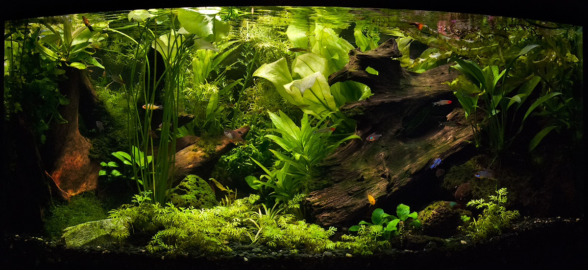 рыба домашняя...