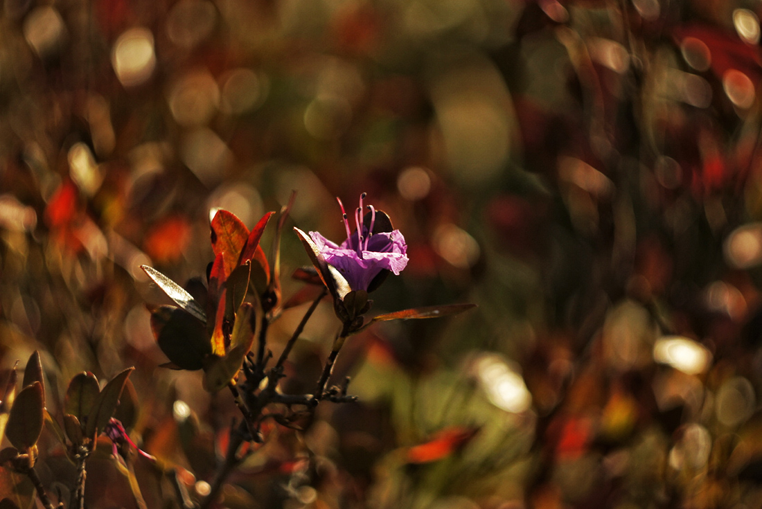 Осени каприз