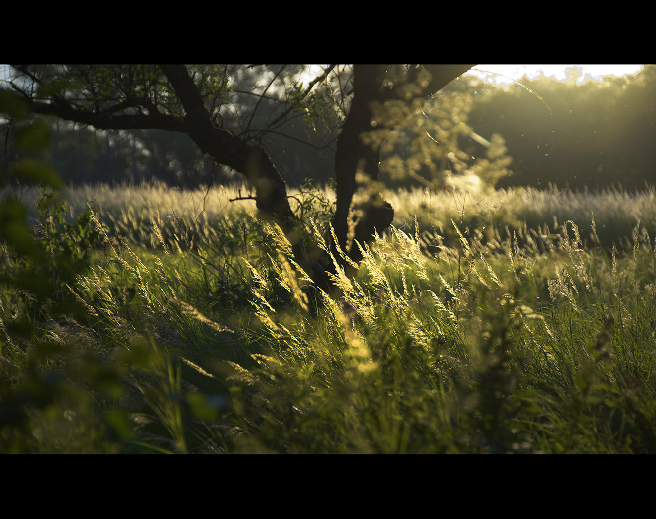 Вечер , солнце и трава