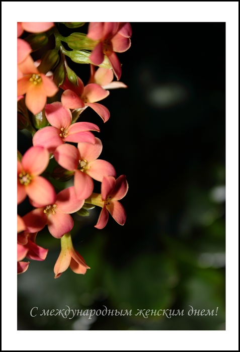 Девушки с международным женским днем вас!