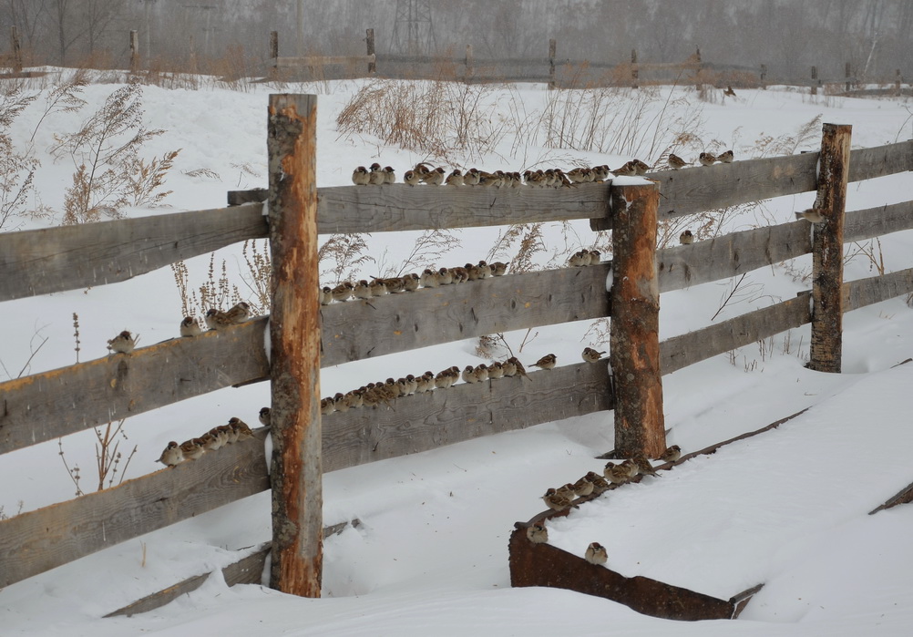 100 воробьев