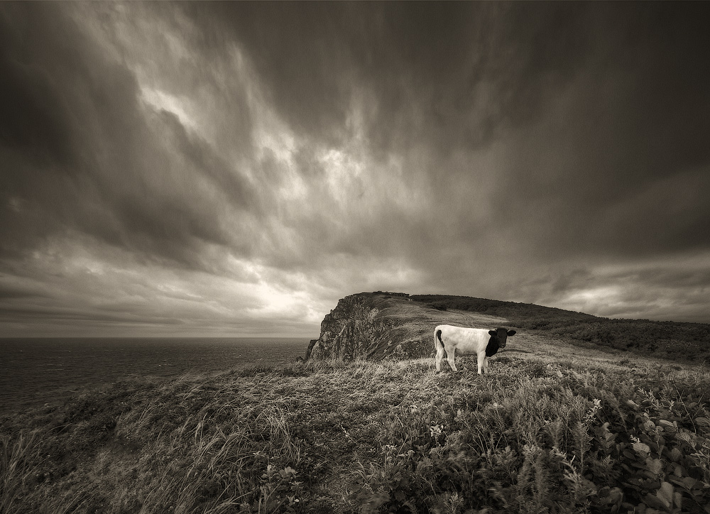 про корову...