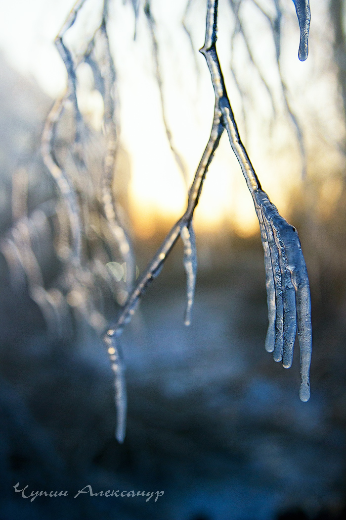 плакала берёза