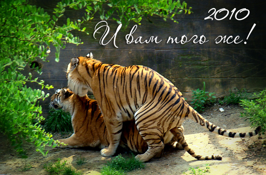 С НОВЫМ ГОДОМ!!!