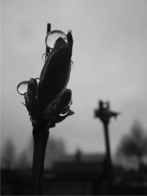 Собиратель дождя