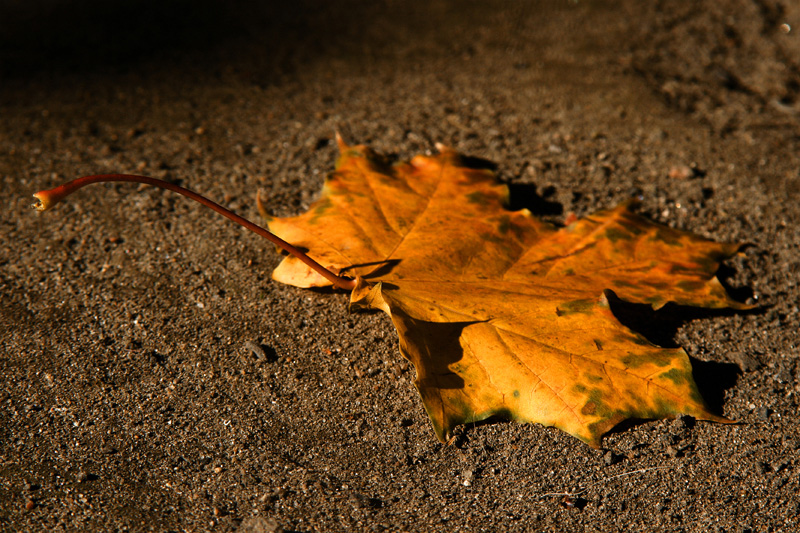 скоро осень