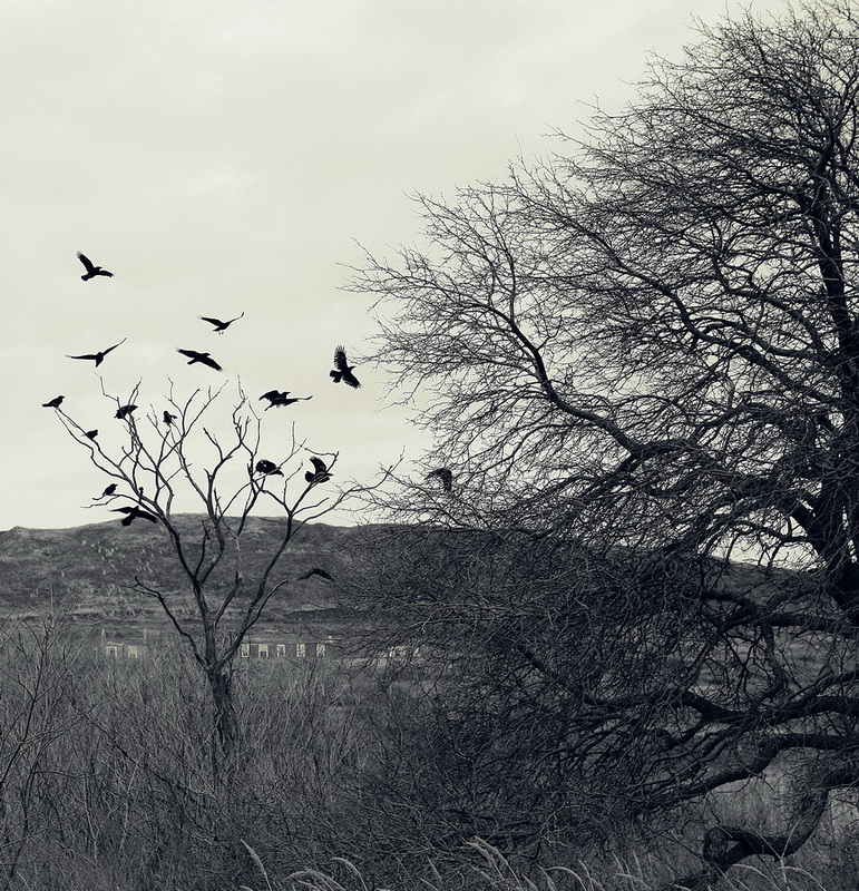 Вороны и живое дерево