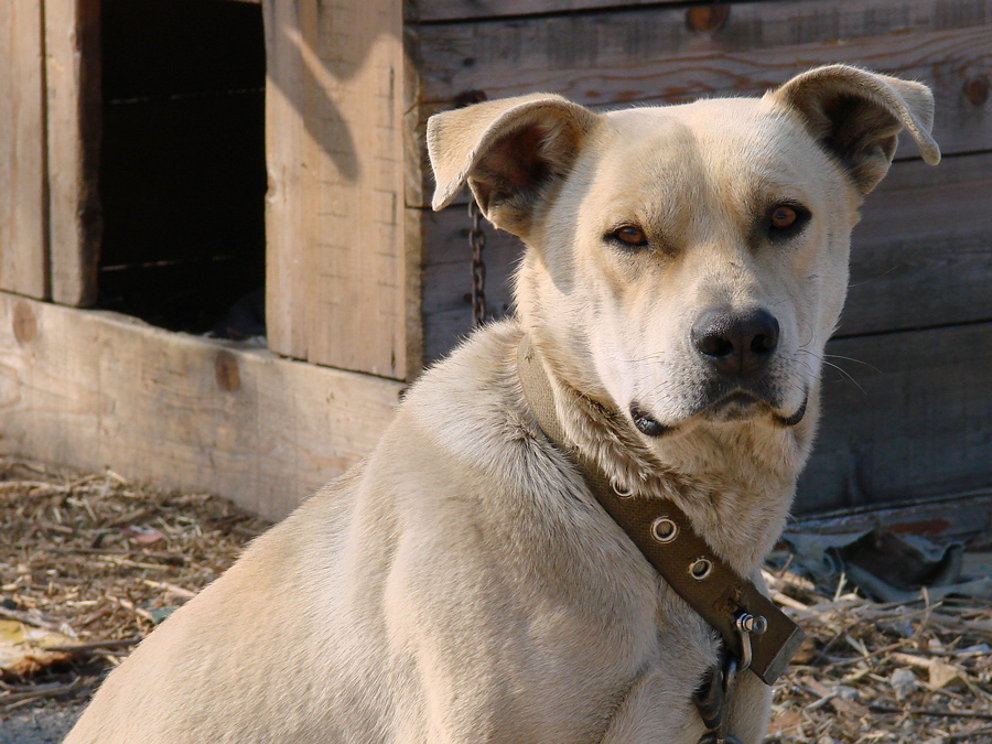 верный друг