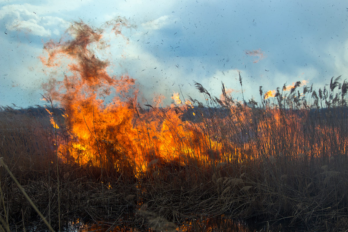 Дракон пожирающий зиму