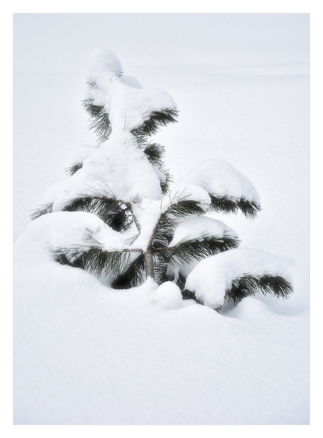Под легким снежным одеялом...