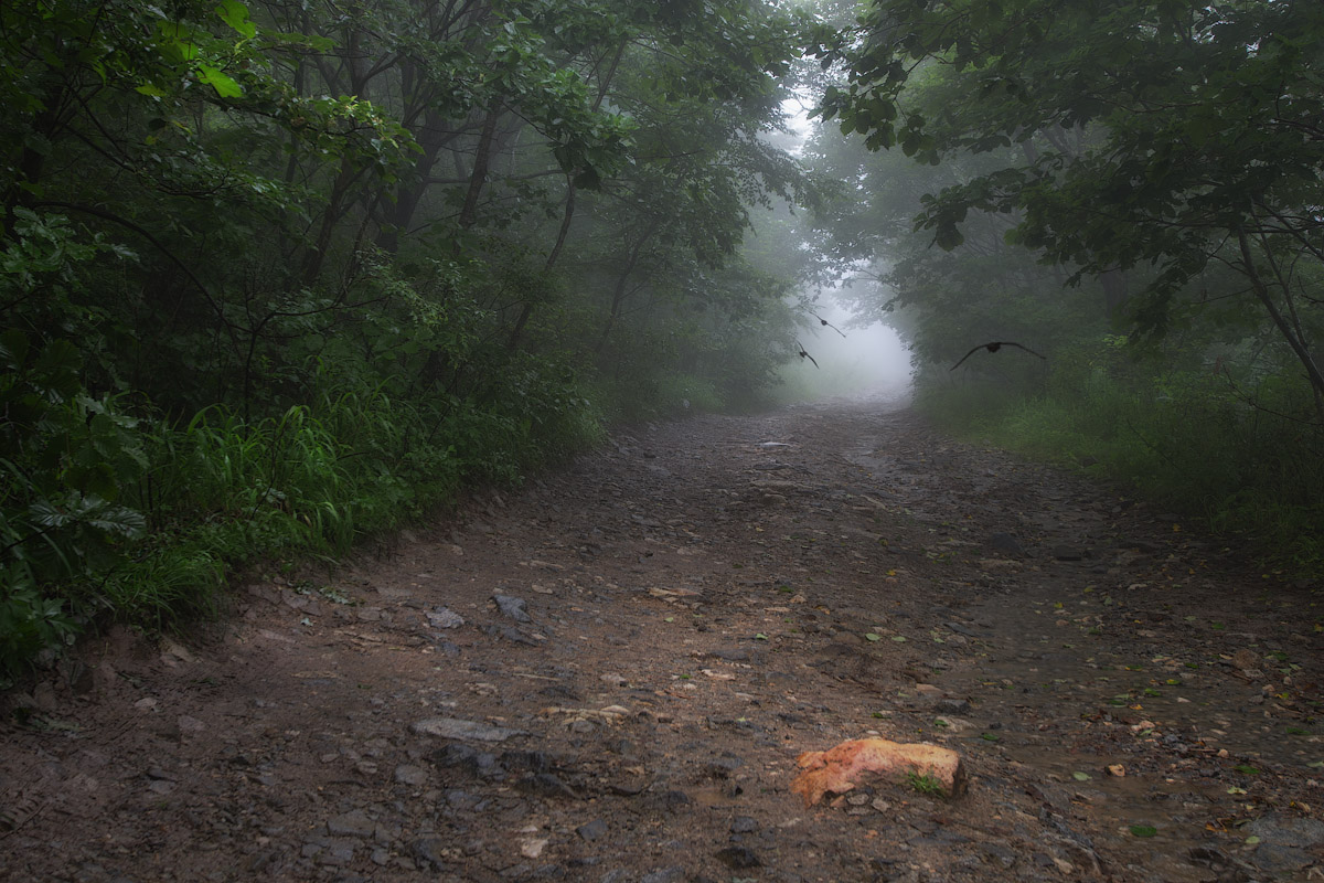 Утро.Лесная аллея.