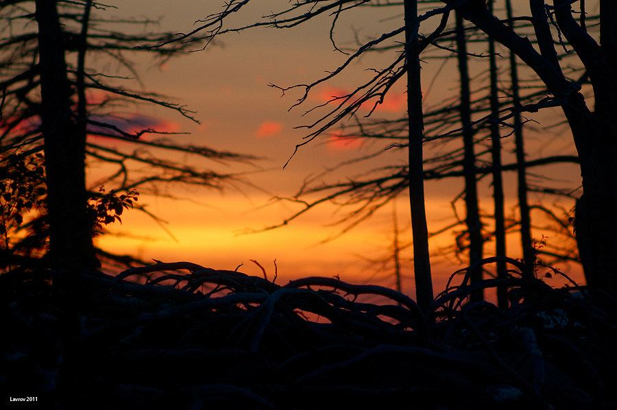вечерний лес