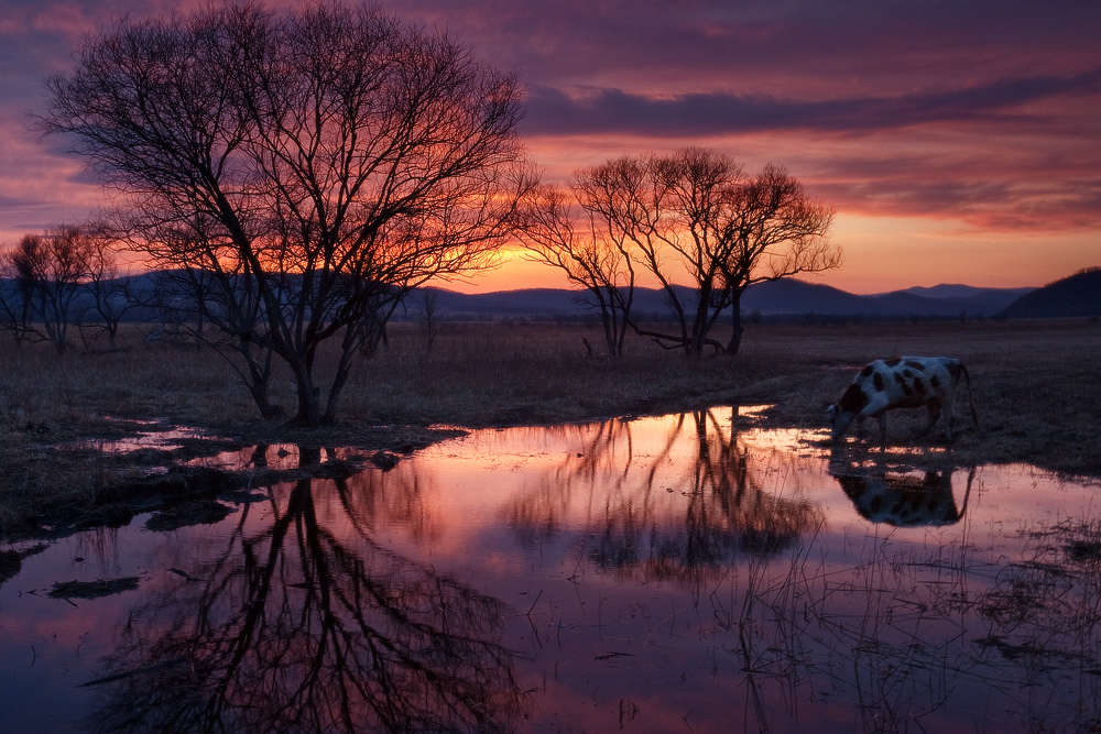 пасторальная (с коровой) ...