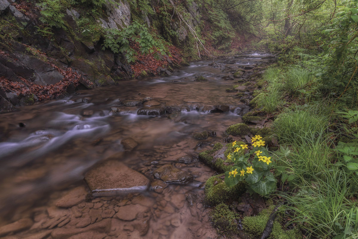 Лесной ручей.