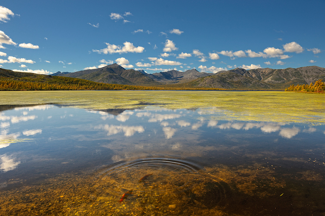 Брачные игры рыбы по имени Нерка на озере Киси