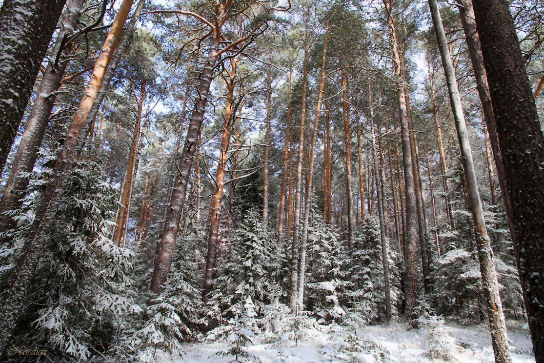 Сосново-еловая зима