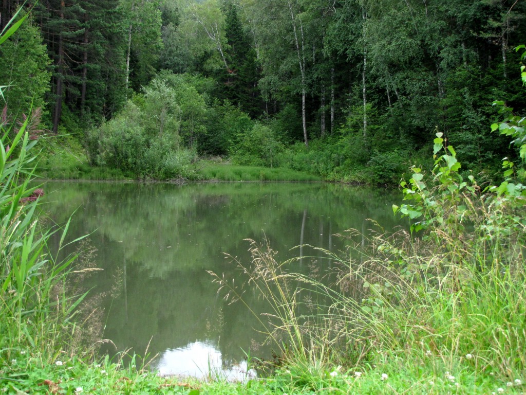 лесная жемчужинка