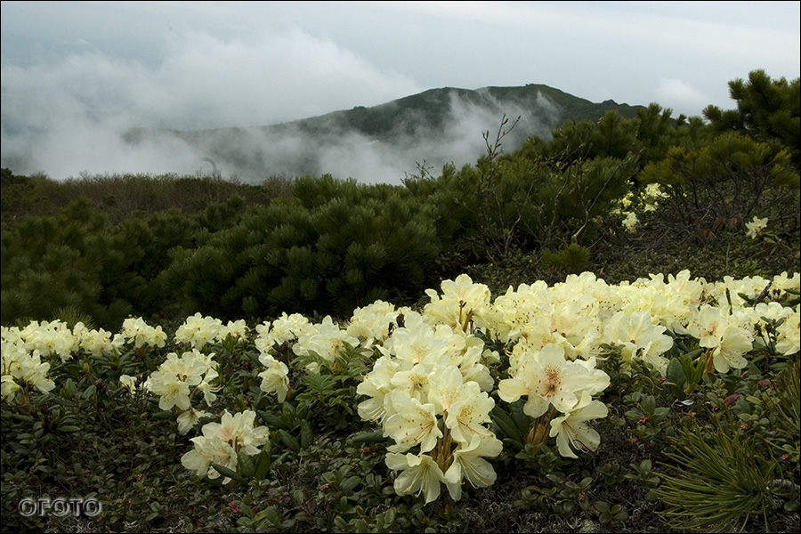 Рододендроны