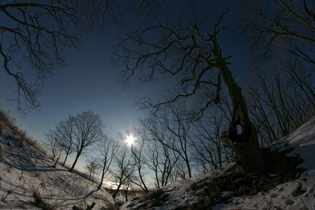 Долгожитель