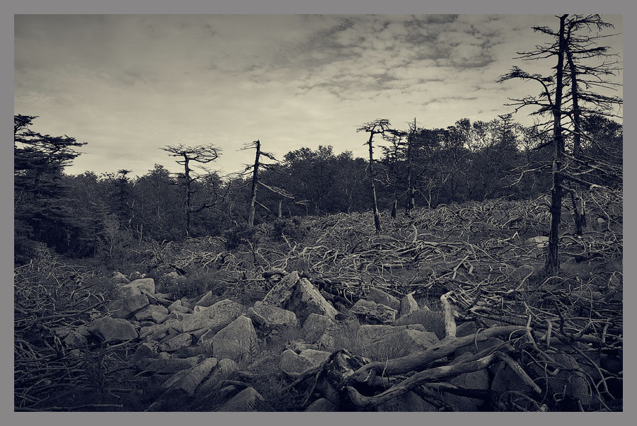 Засыпает хмурый лес...