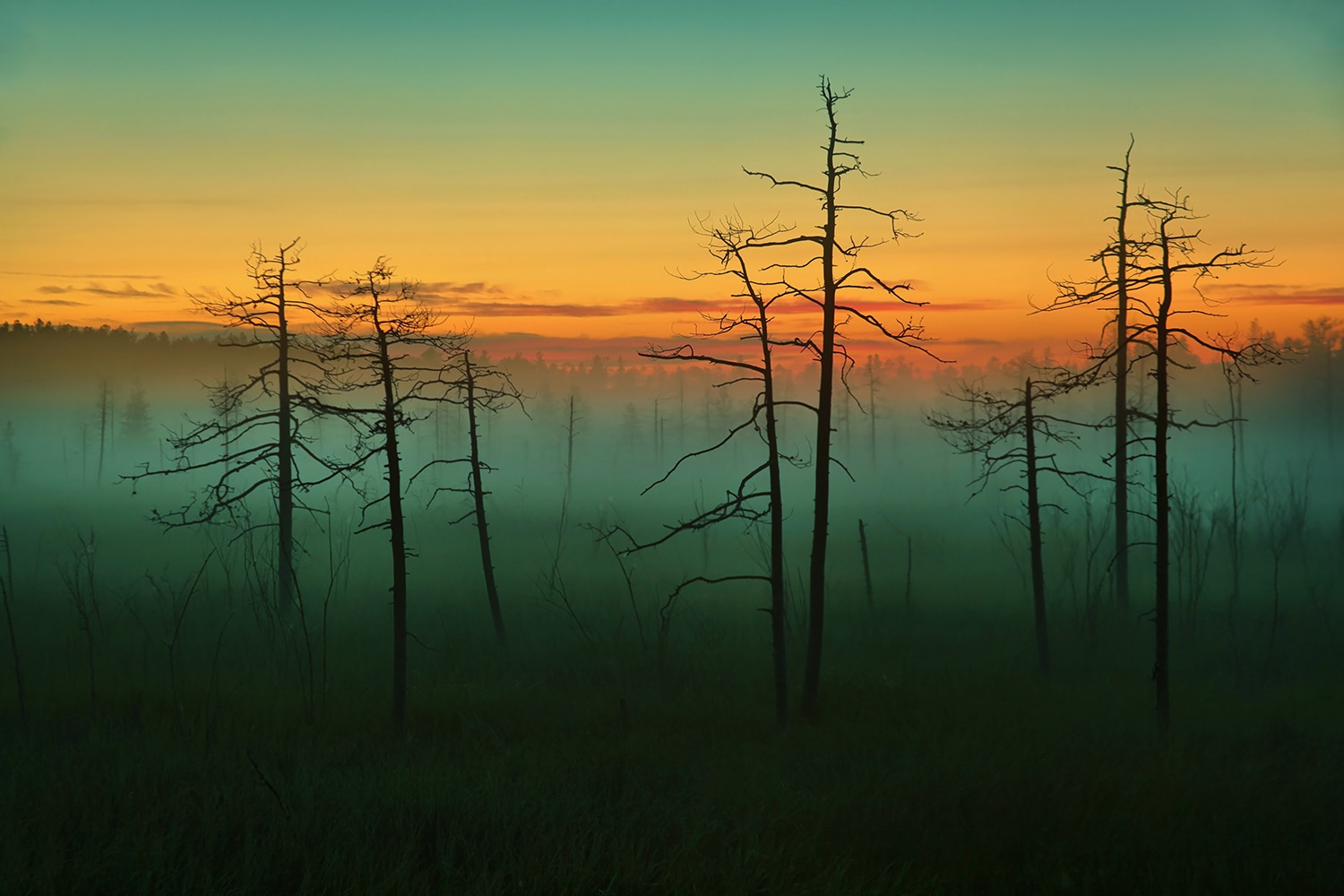 ...цвета "белой ночи"