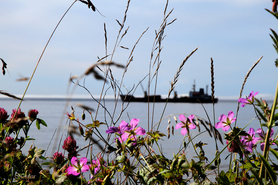 В бухте Амгу