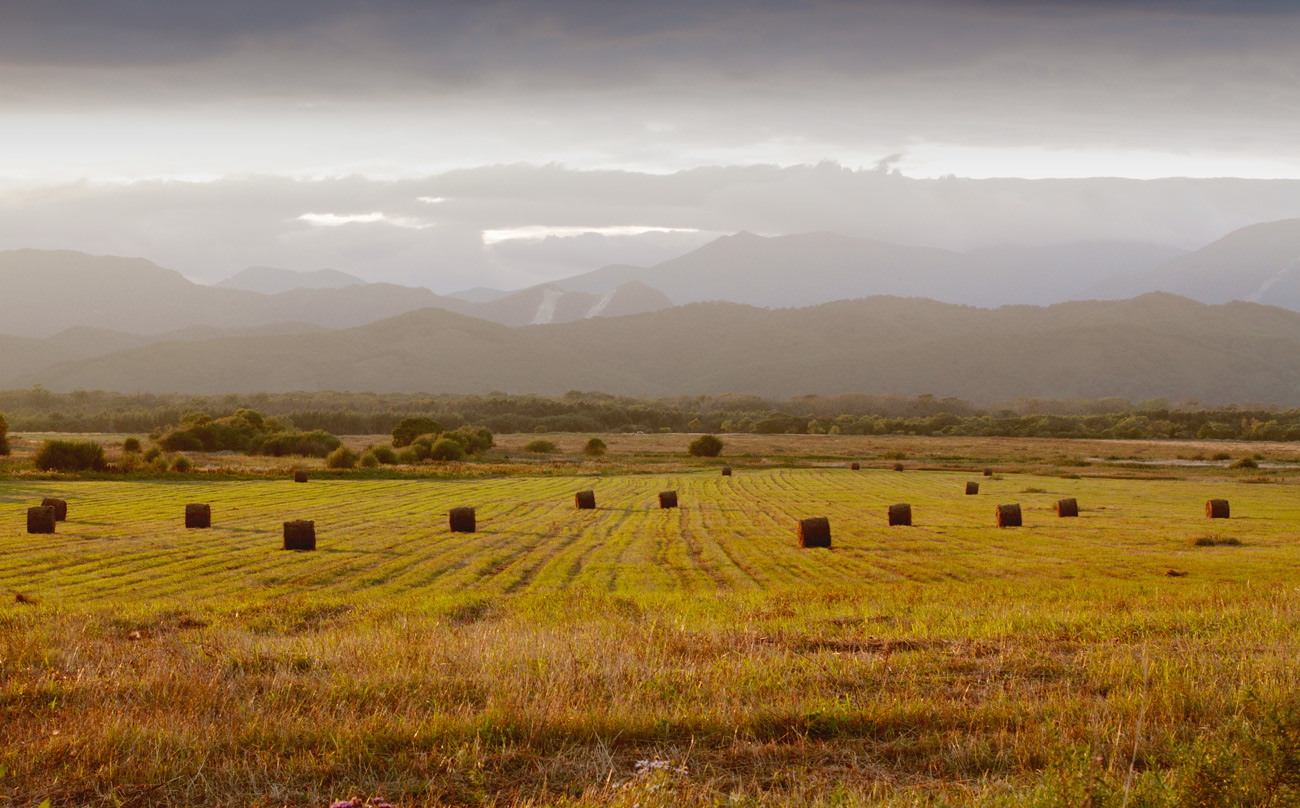 вечер,поле,сено
