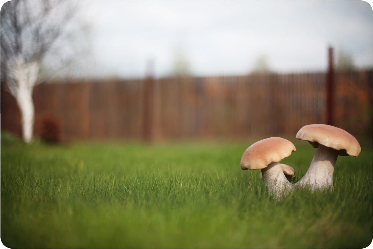 дачный пейзаж