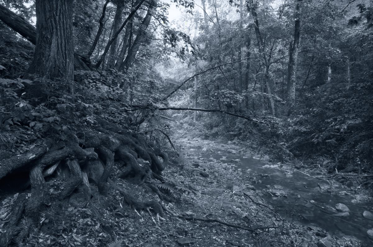 Таинственный лес.