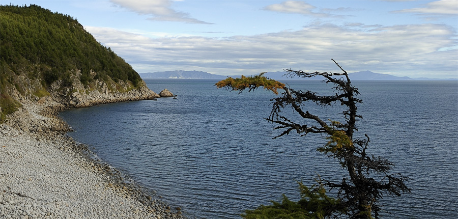 Рвется душа, словно чайка в полет, если услышу как море поет