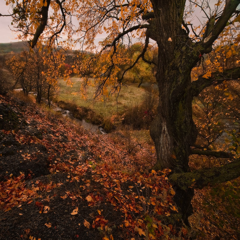 Рыжая пора-II