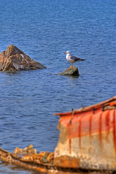 Приморская чайка