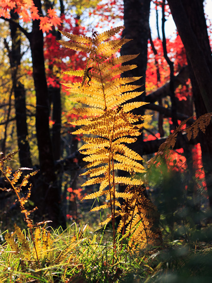Краски приморской осени