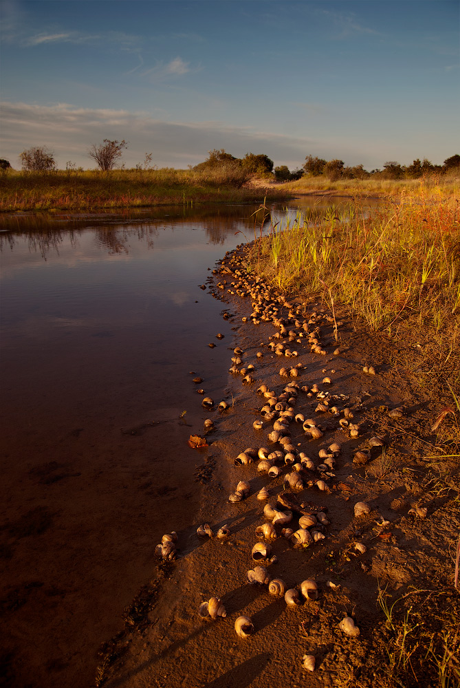круговорот ракушек...