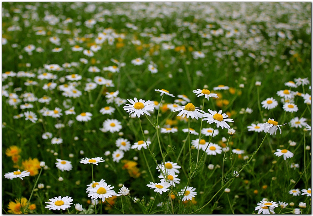 Раз ромашка, два ромашка, три...