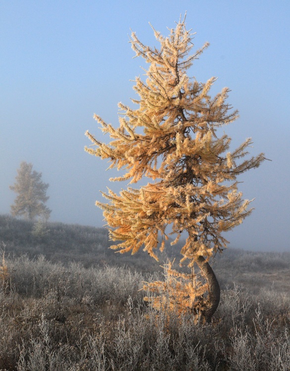 начало сентября на Окинском плато