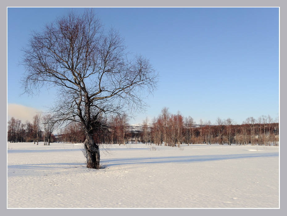 Какие птицы пели ему песни , и сколько раз листву пришлось терять…