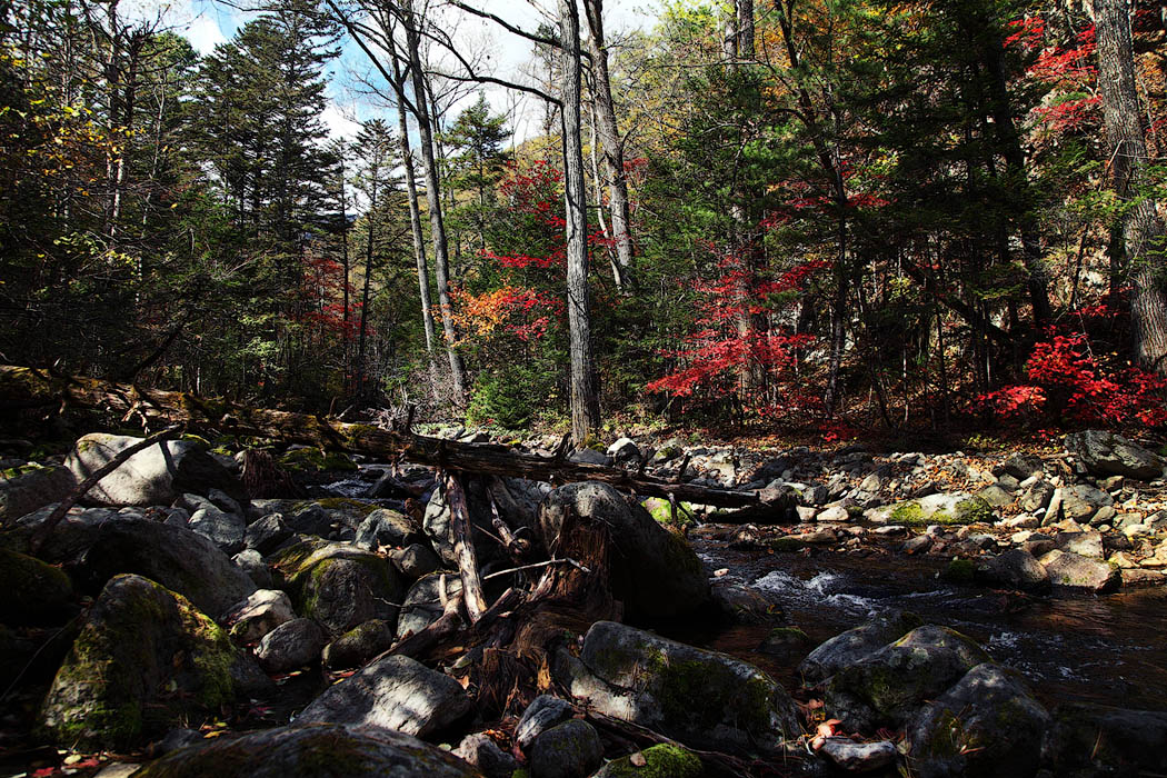 Лесное разноцветье.