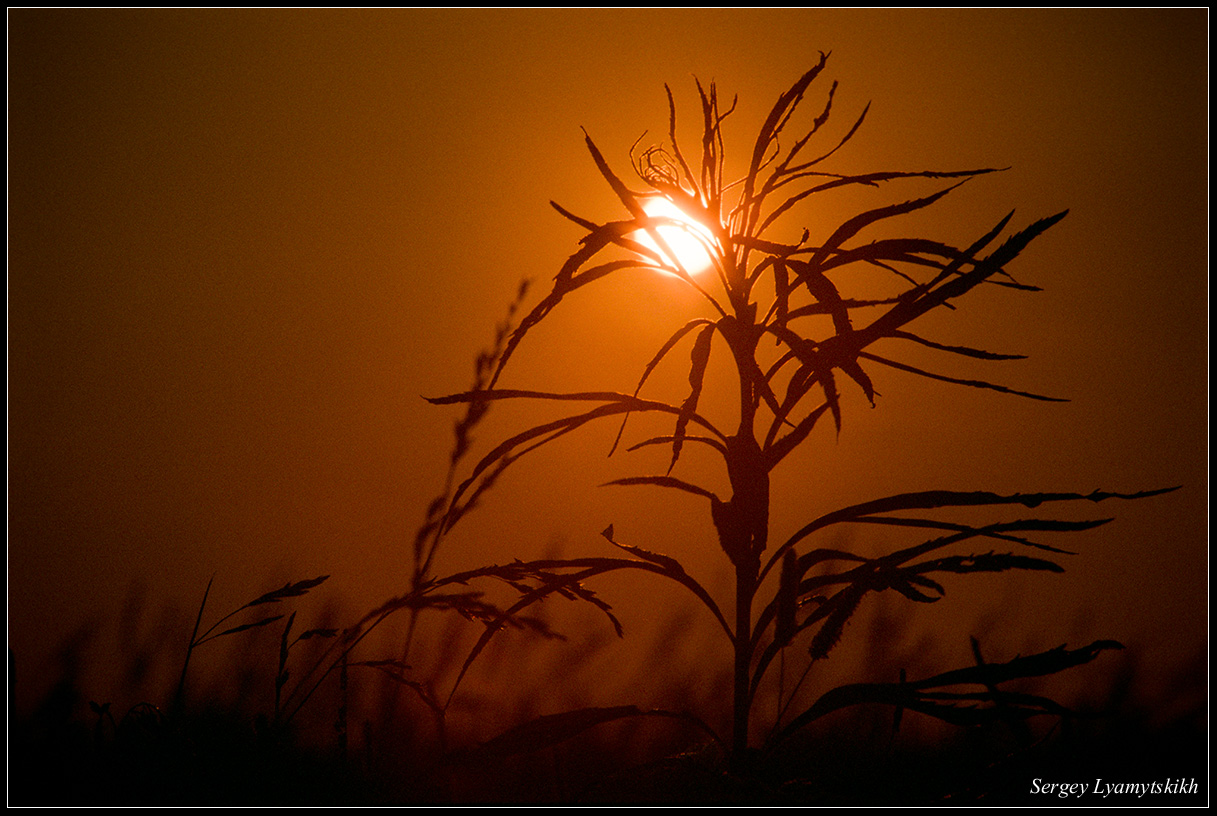 Тёплый вечер