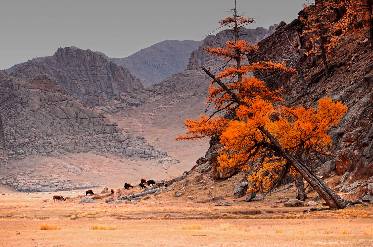 Монголия, октябрь 2017