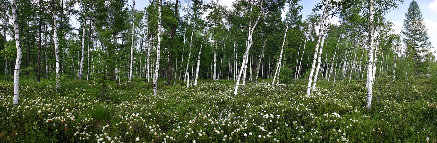 Багульниковый лес