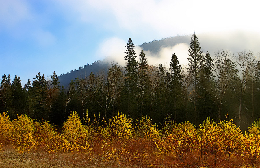 Тайга просыпается