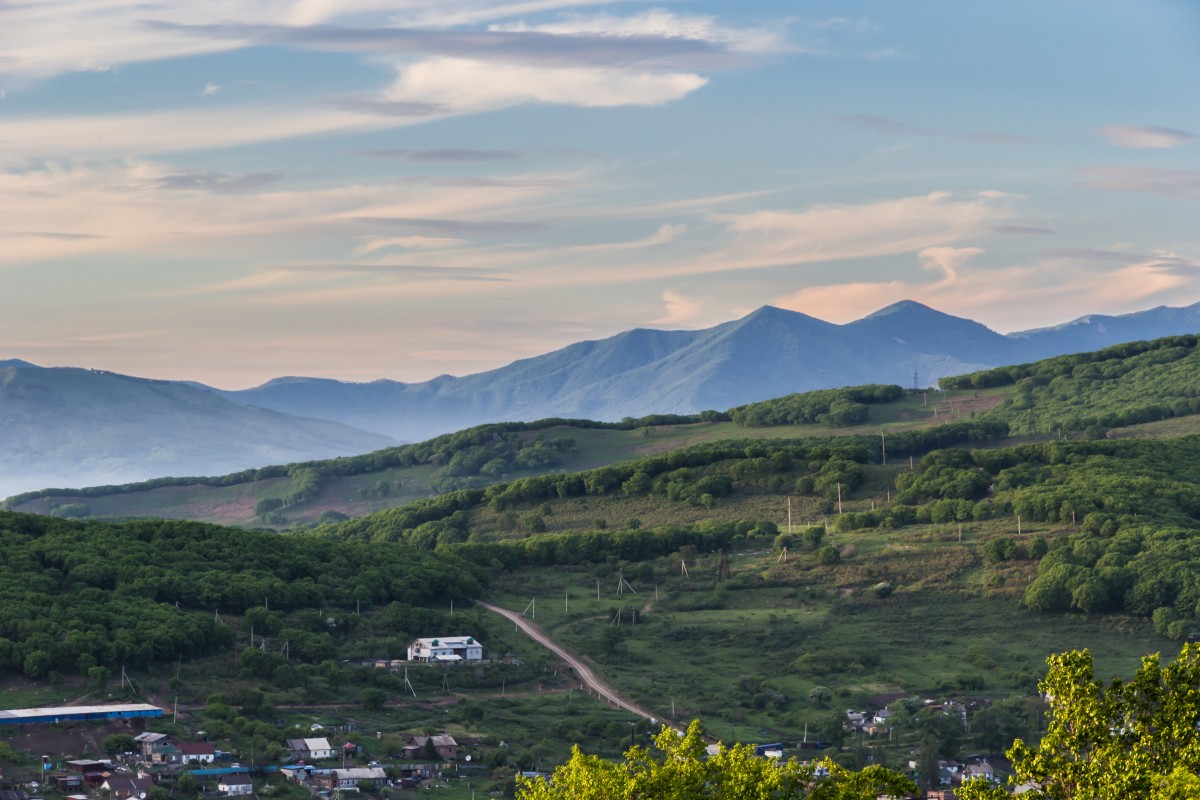 черный куст